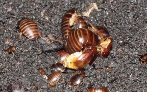 KKarst ecosystem: Cave cockroach Pycnoscelus striatus (Photo: Shaharin Yussof)