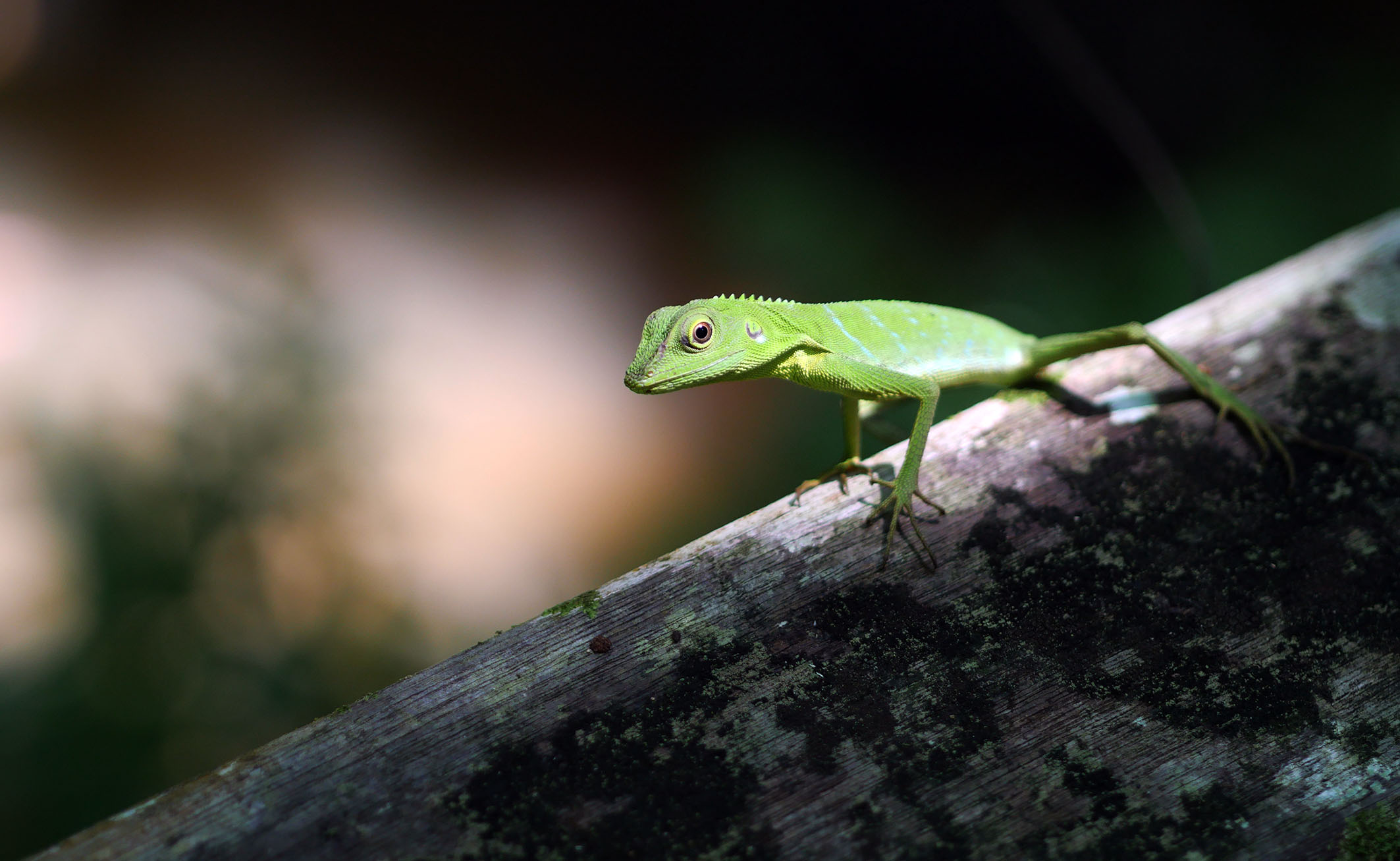 Agamid (Agamidae), Niah National Park (photo: SL Wong)