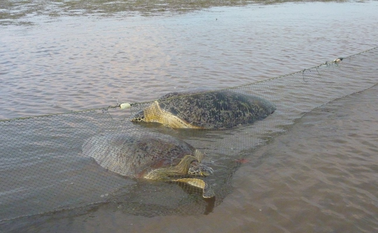 To catch turtles in Brunei Bay, Juanita Joseph used nets called 'kabat' to trap turtles at the mouth of estuaries. Joseph learned the method from local fishermen. (Credit: Juanita Joseph)