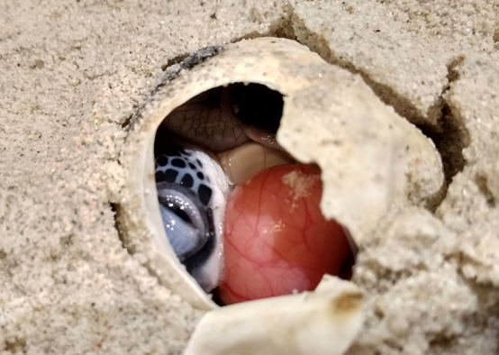 A green turtle hatchling peeks from inside its shell. A hatchling is born with an attached yolk (red) which it will absorb over a week.