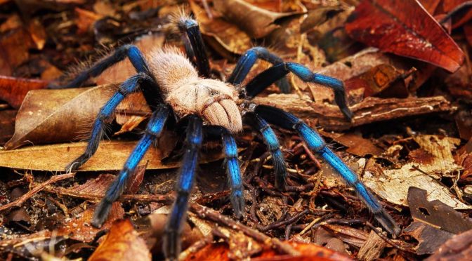 Illegal Export of Blue-legged Tarantula Highlights Biopiracy Woes