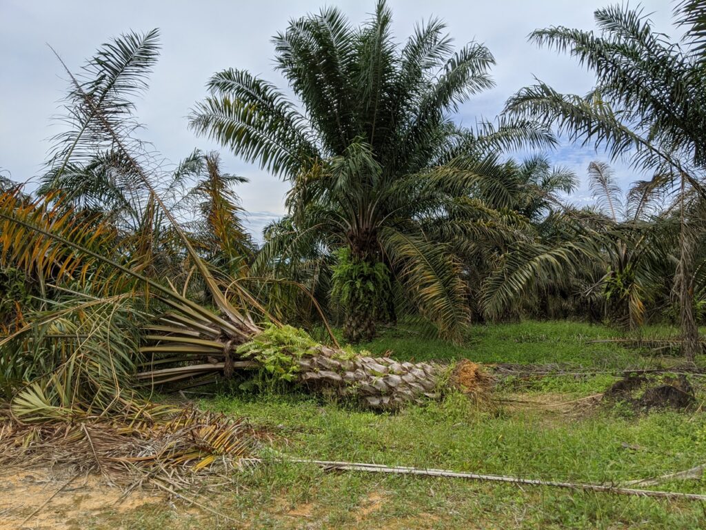 Oil palm damaged by elephants in Jemaluang, Johor; June 2020.