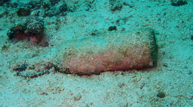 An unexploded, homemade fish bomb off the Mantanani islands, Sabah (Image: Adzmin Fatta / Reef Check Malaysia)