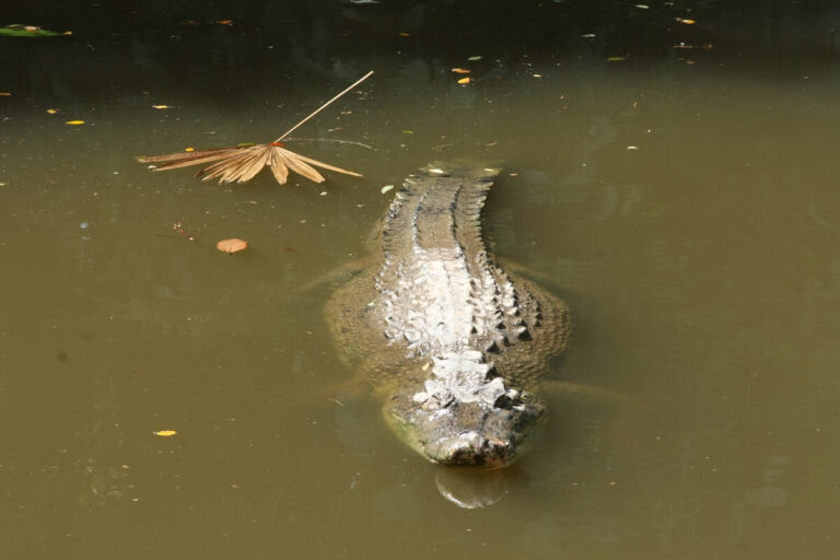 Saltwater crocodile in water.
