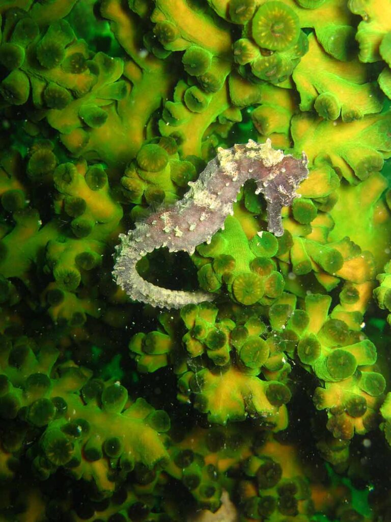 Malaysian species such as the spotted seahorse (Hippocampus kuda) are largely caught incidentally. (Adam Lim)