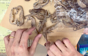 Dried seahorses have been used in Traditional Chinese Medicine for centuries (Reana Ng)