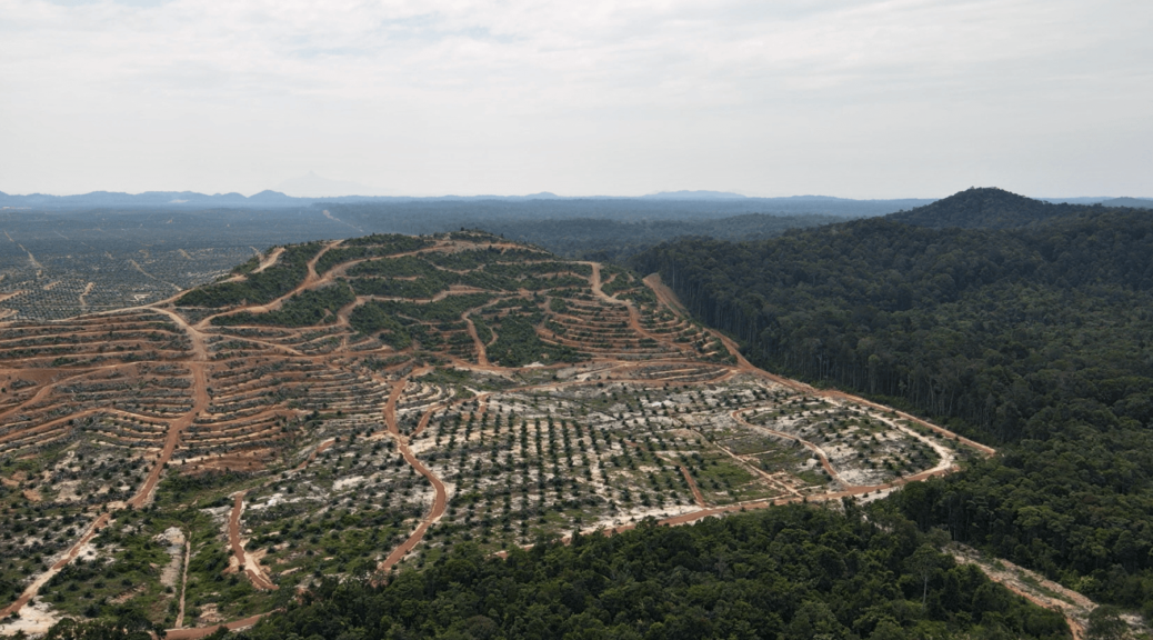 Forest cleared for oil palm plantation in Jemaluang, Johor (Macaranga)
