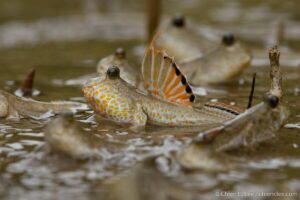 Gold-spotted Mudskippers (Periophthalmus chrysospilos) waddling in the mudflat at Bako National Park, Sarawak. Photo by Chien Lee.