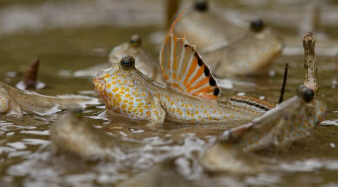 Gold-spotted Mudskippers (Periophthalmus chrysospilos) waddling in the mudflat at Bako National Park, Sarawak. Photo by Chien Lee.
