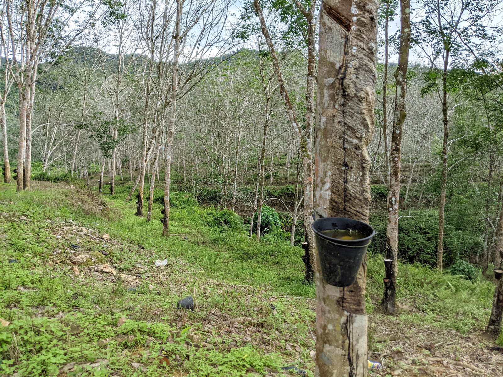 Rubber trees of the Timber Latex Clone variety growing in a forest plantation inside the Lebir forest reserve, Kelantan. 18 November 2021 (YH Law)