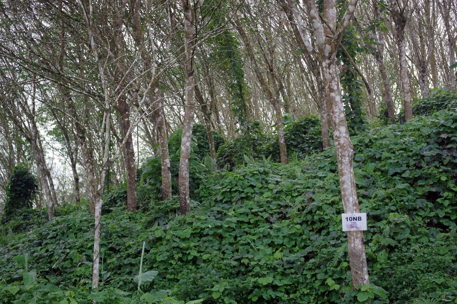 Rubber forest plantations like these need to control undergrowth to stay healthy and productive, but many in Kelantan are overgrown with shrubs (YH Law)