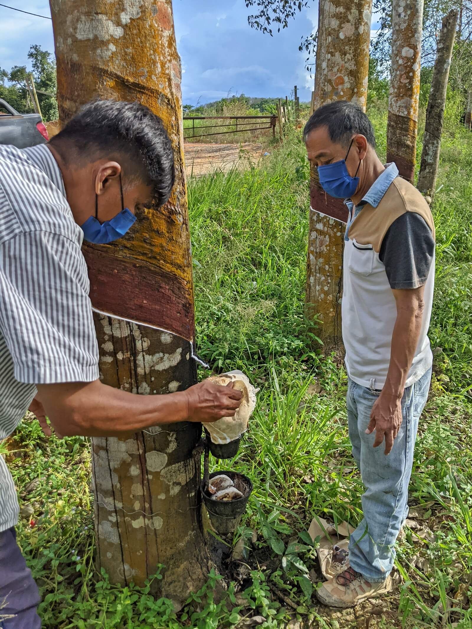Planter Sia Beng Hock (right) checks on the latex collected in his 10-year old rubber forest plantation. Like many planters in Kelantan, he would milk the trees until they are up to 25 years old before cutting them for timber (YH Law)