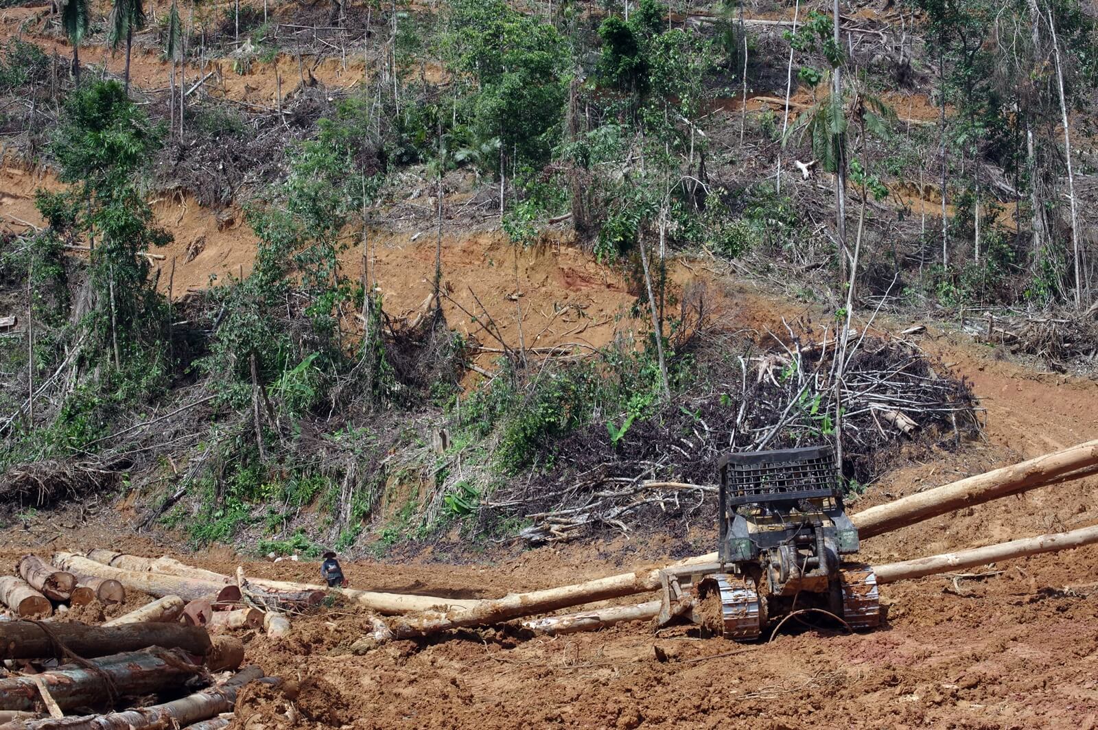 A bulldozer clearing a forest reserve approved for forest plantation. But most of such areas across Peninsular Malaysia have not been replanted after the natural forests were removed. (YH Law)