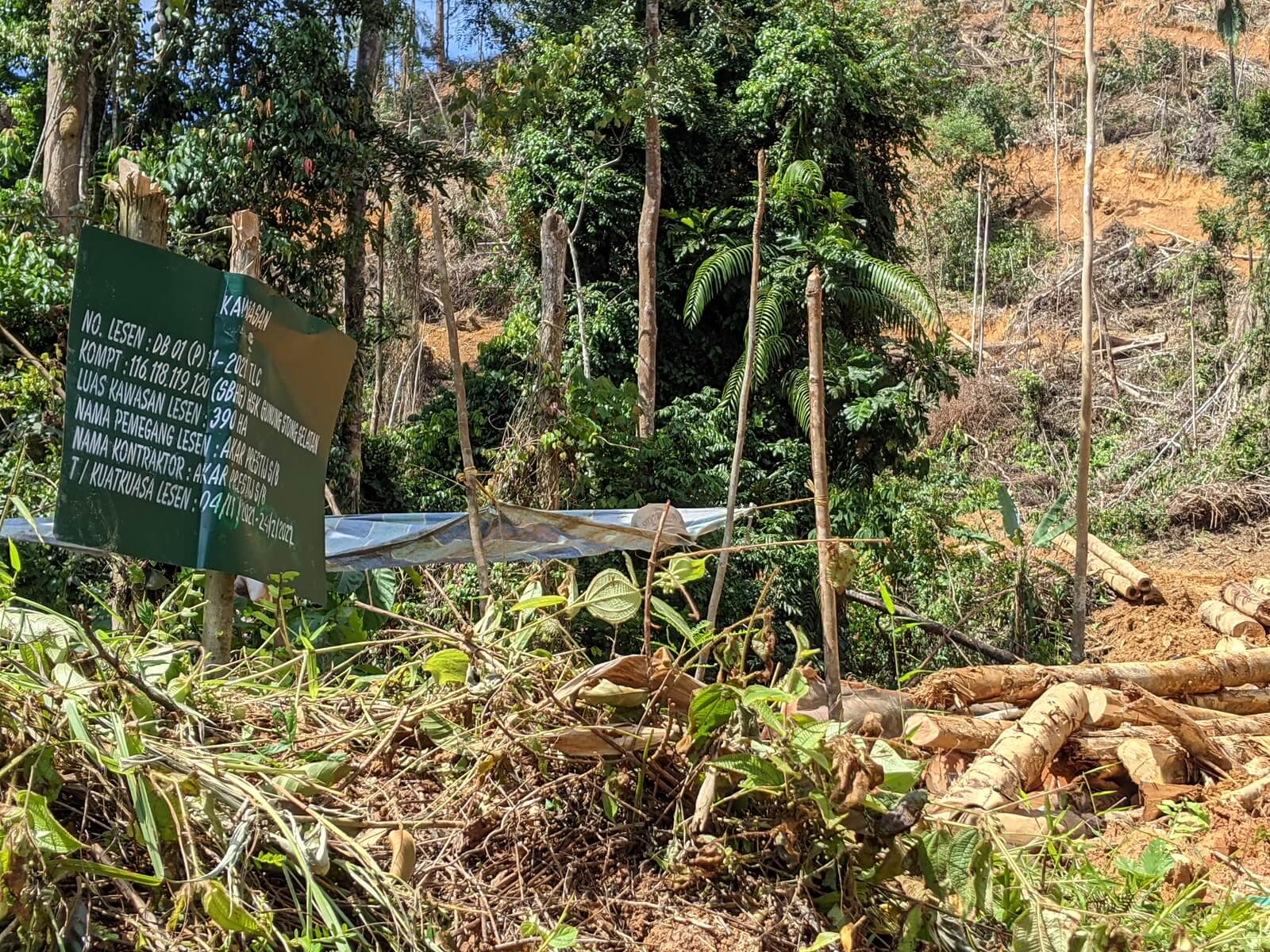 Akar Prestij Sdn Bhd has a permit to clear this site in the Gunung Stong Selatan Forest Reserve, Kelantan, for a rubber forest plantation. (YH Law)
