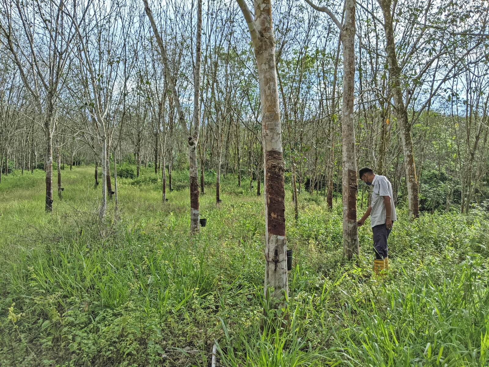 This rubber forest plantation is too weedy and could harbour pests like termites and snakes. But many planters lack the workers to keep their fields clean. (YH Law)