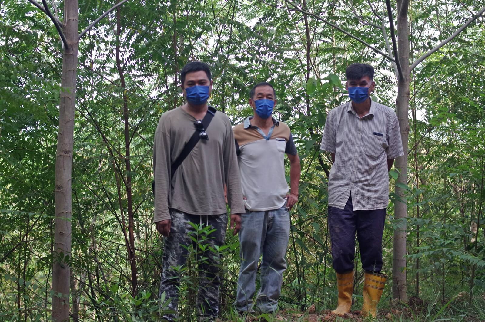 Forest plantations are tree farms where planters would clear the site and replant with a fast-growing tree species. In Kelantan, planters like batai (Falcataria moluccana, also Paraserianthes falcataria) because it needs little care. From left: planters Tiun Kian Joo, Sia Beng Hock, and Tan Wai Ther. (YH Law)