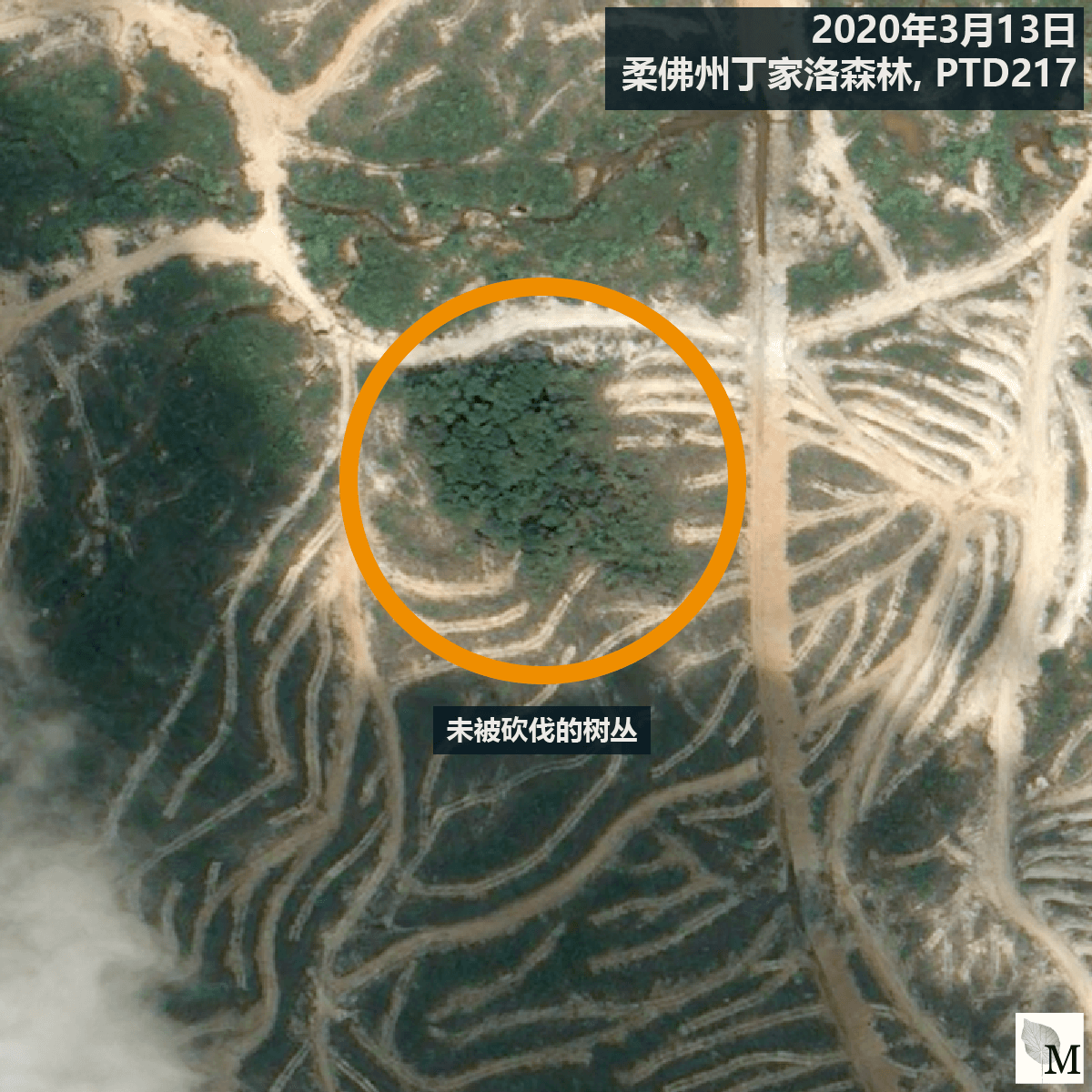 橙色圆圈显示着据报是濒临灭绝的盾状娑罗双树所在位置。（卫星图像 ©CNES 2016 Distribution Airbus DS / Earthrise）
