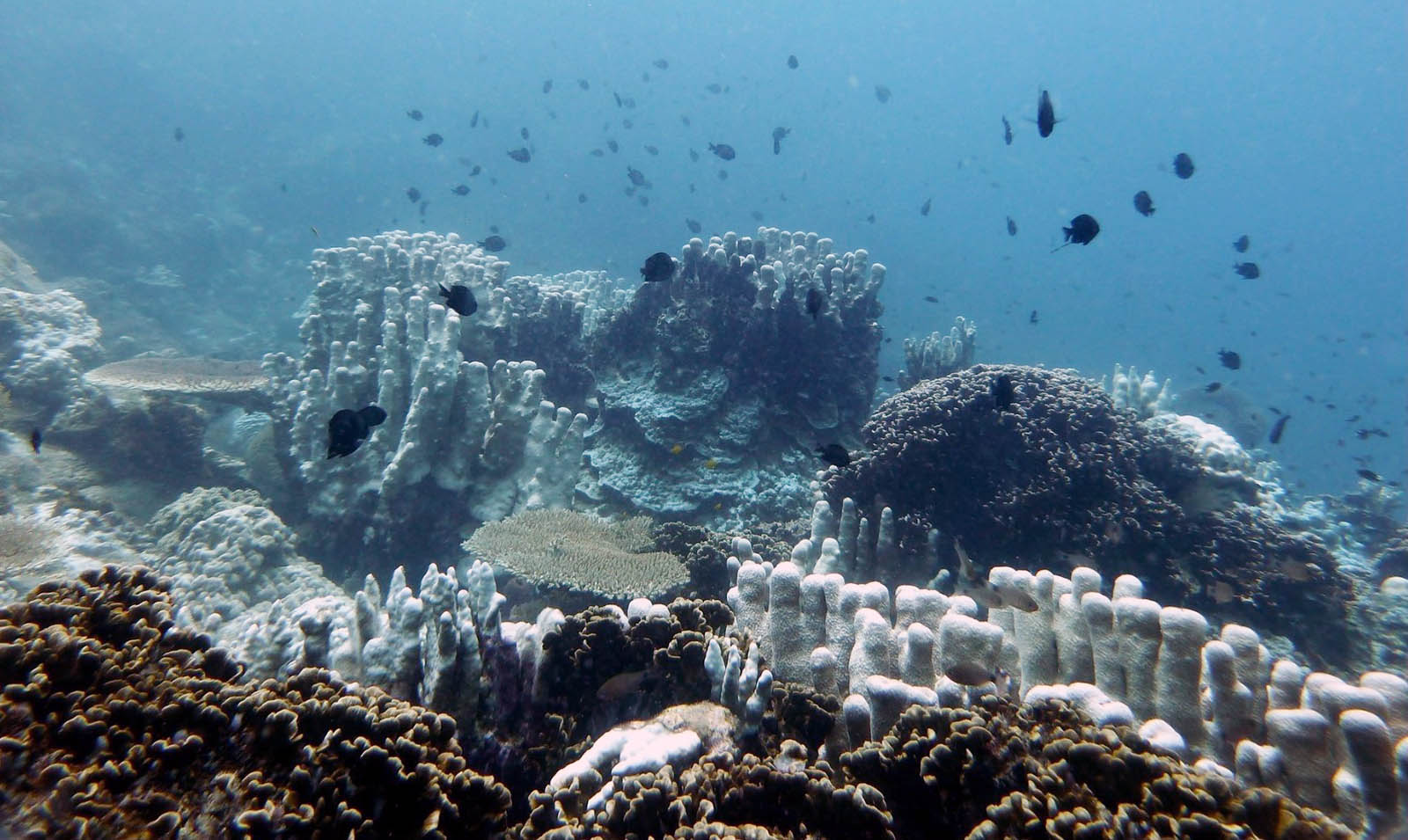 Repeated occurences of warming seas see corals in Malaysia struggle to survive. (Sebastian Szereday)