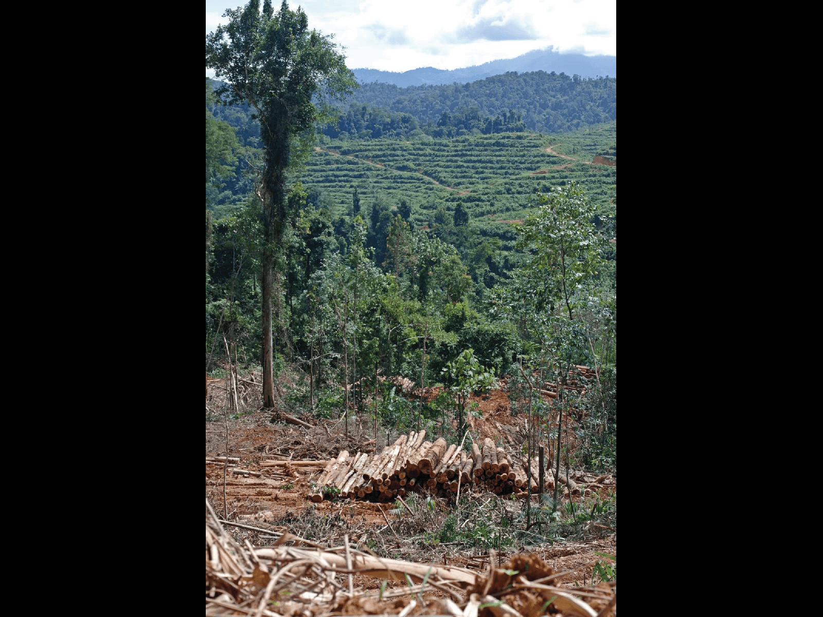 Ke arah selatan Kampung Kaloi, sebuah tapak di Hutan Simpan Berangkat, Kelantan, ditebang habis untuk mendirikan ladang hutan pokok getah pada November 2021. (YH Law)