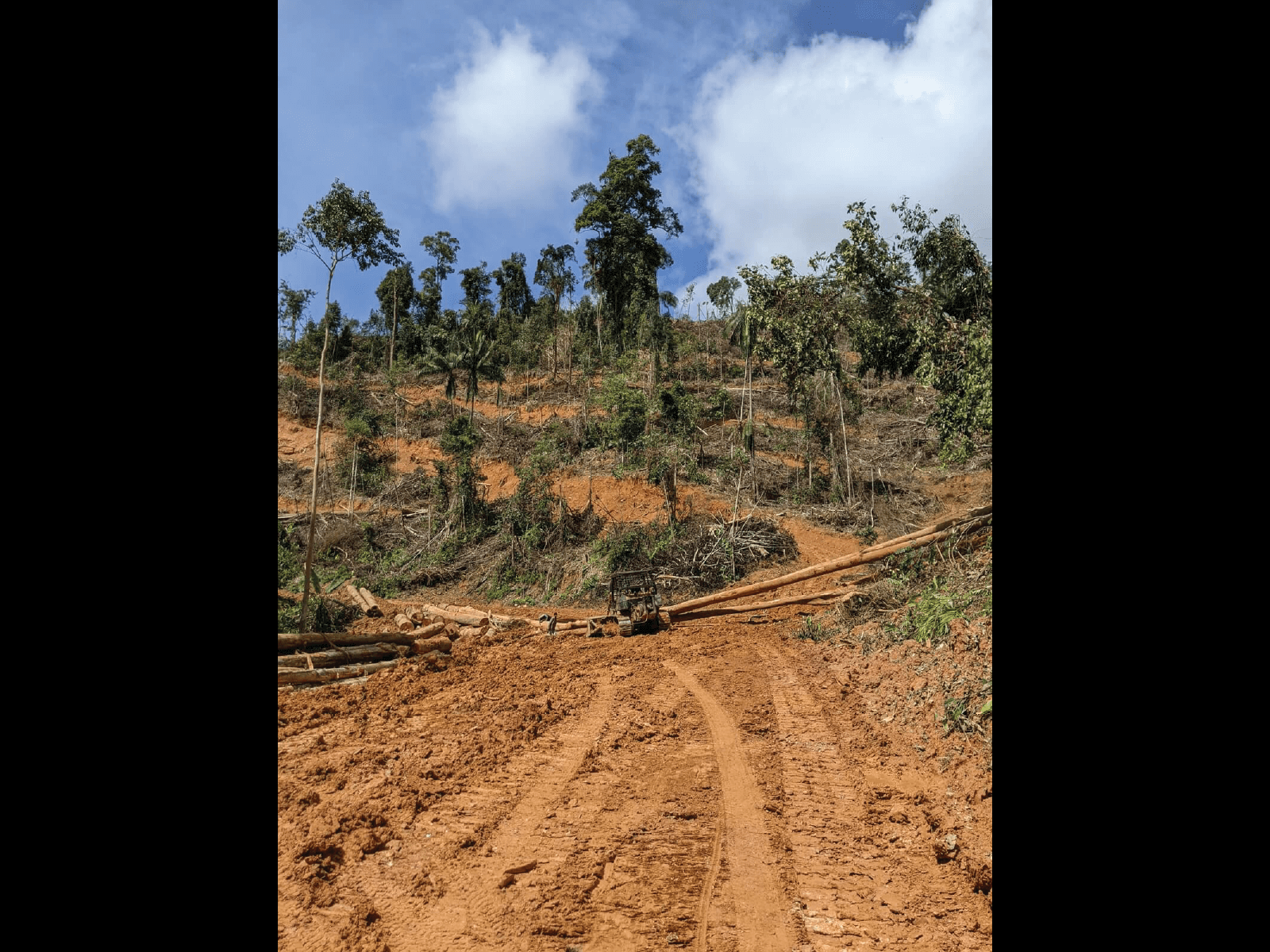 Sebuah tapak di sebelah barat Kampung Kaloi di Hutan Simpan Gunung Stong Selatan, Kelantan, ditebang habis untuk didirikan ladang hutan pada November 2021. (YH Law)