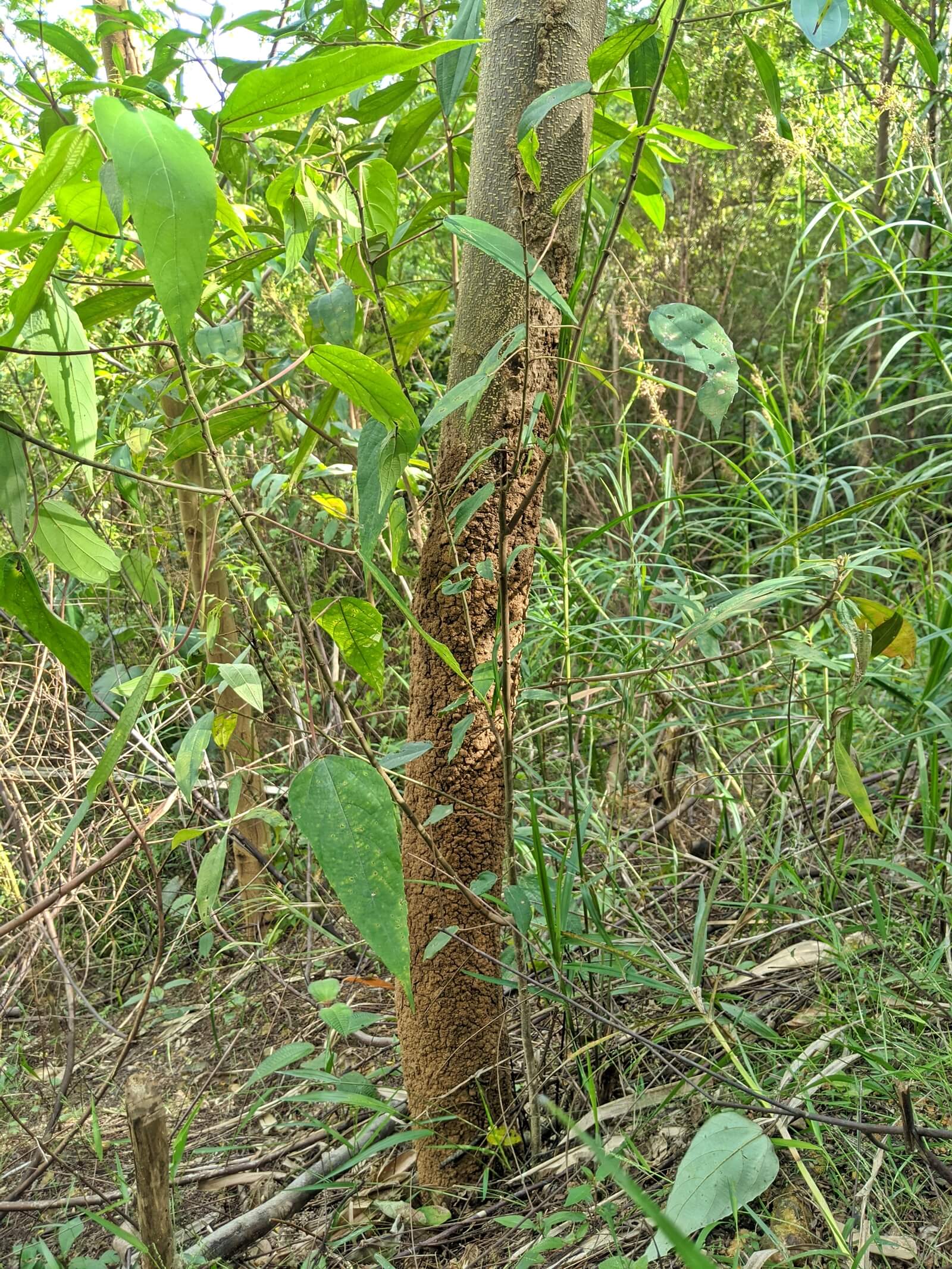 Pokok batai muda diserang anai-anai di ladang Sia Beng Hock. Kekurangan pekerja, beliau terpaksa mengurangkan penggunaan racun serangga. (YH Law)