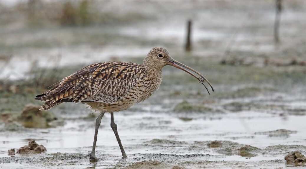 Despite an 80% decline in their global population over the last 30 years, Far Eastern curlews are increasing in numbers in the Sejingkat ash ponds in Sarawak, Malaysia (Image: Alamy)