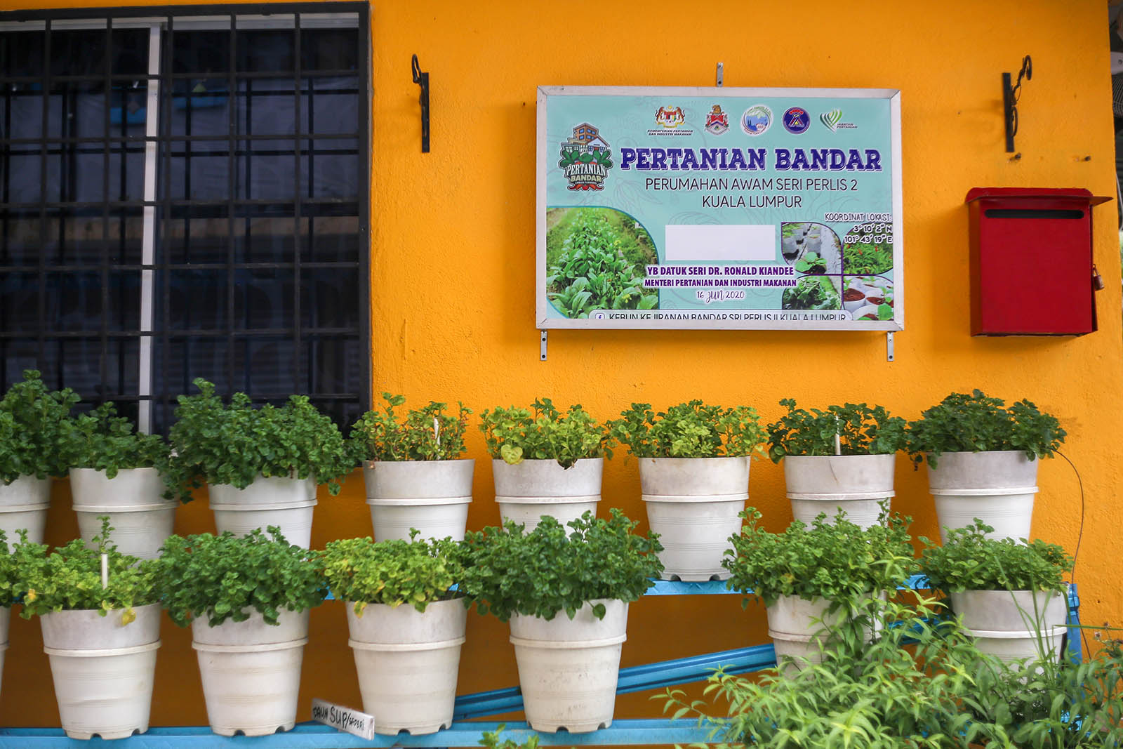 A variety of produce is well tended by the Seri Perlis 2 community. (Low Kyle Yi)
