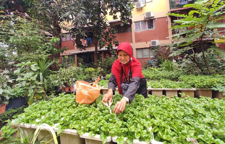 (Photo: Successful community farming projects yield healthy home-grown vegetables that feed all the farmers and their families | Image by Tan Kai Ren)