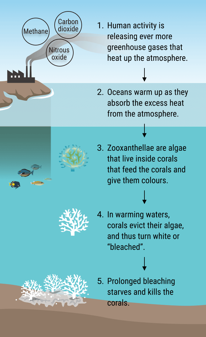 Coral bleaching is caused by warmer seas that trigger the corals to expel their symbiotic algae.