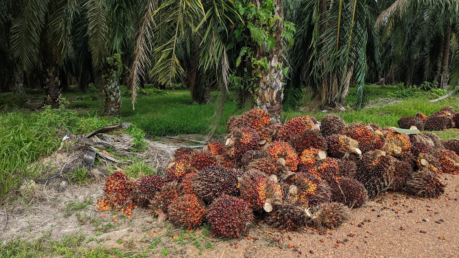 Oil palm fruits ready to be collected in the Johor Farmers’ Organisation plantation. (Credit: YH Law)