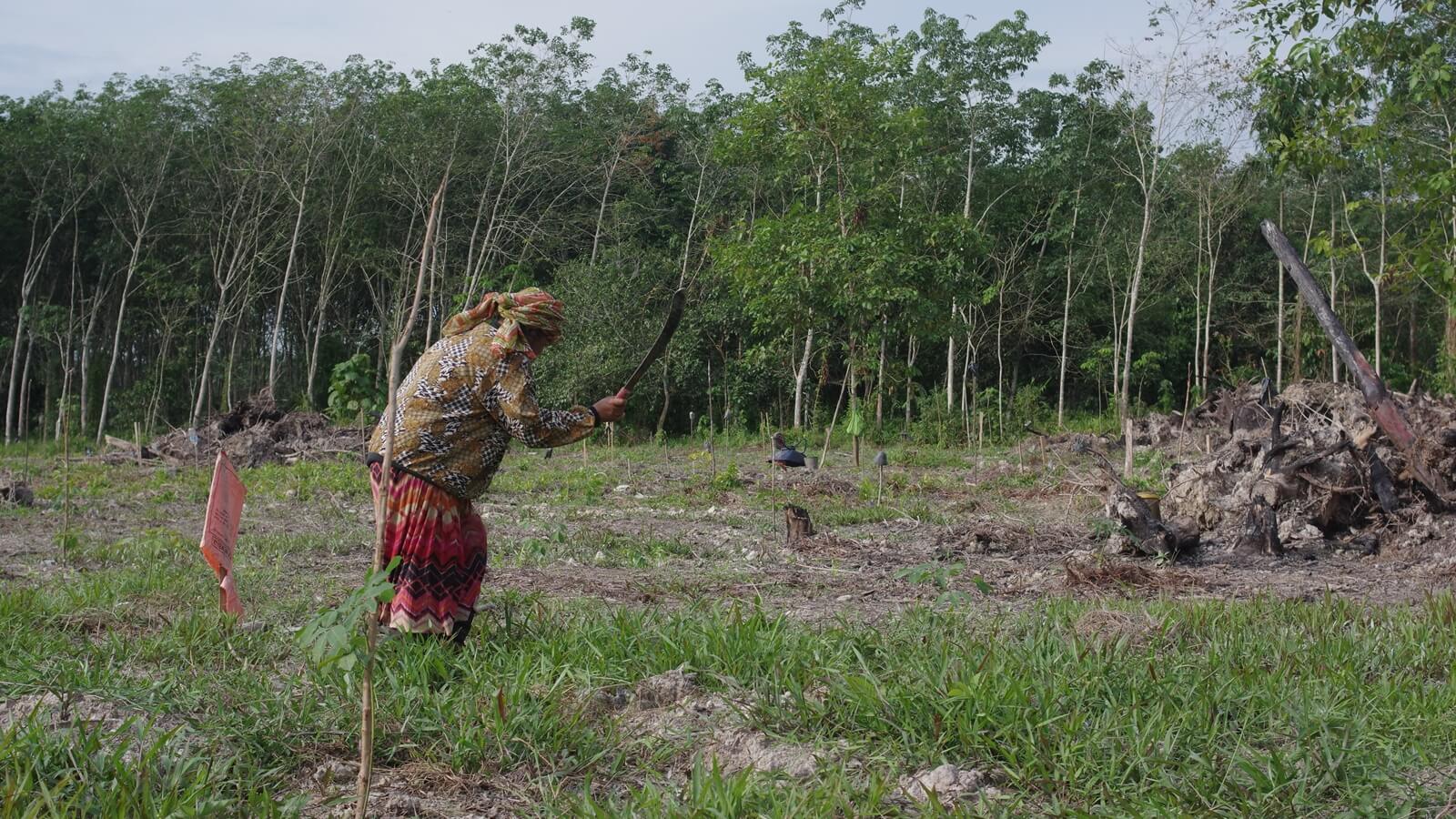 Most families in Kampung Labong own or manage several acres of rubber trees. Here a villager is weeding a plot which she has just inherited from her father. (YH Law)