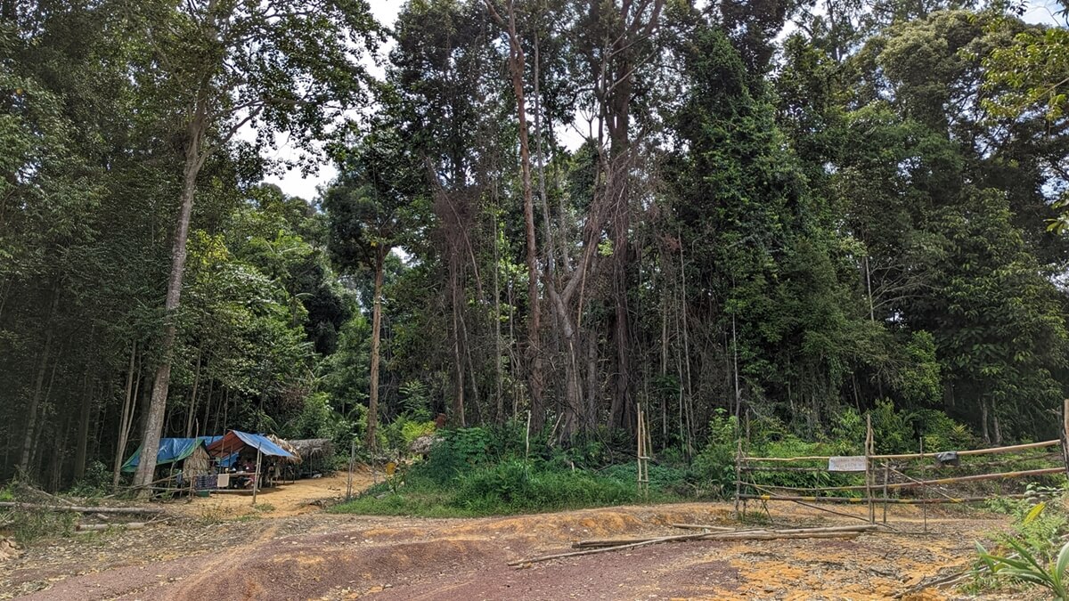 Most of Kampung Mesau villagers have been living at and round this fork in the main logging road (shacks on left) to guard the blockade (right) against loggers. (YH Law)