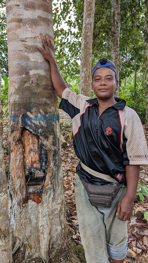 Arip Luka in Kampung Berengoi, standing by a keruing tree from which Orang Asli extract oil to sell. He is upset that loggers destroyed his family’s keruing trees which grew a little further away. (YH Law)