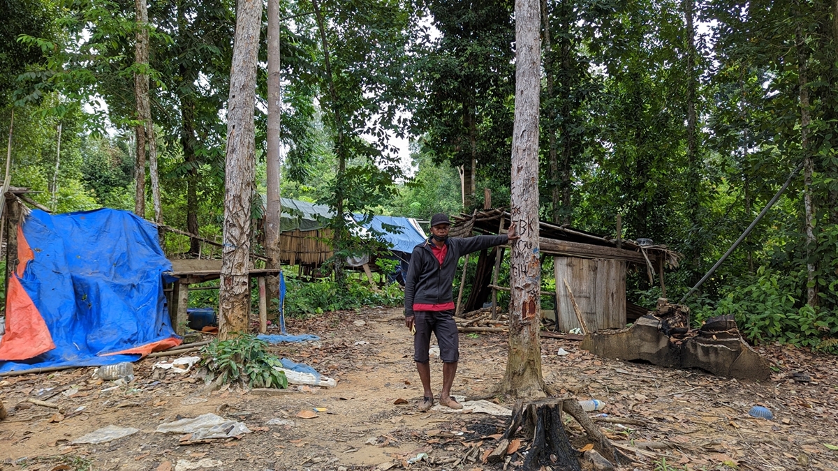 Omar Rani met with YP Olio and JAKOA under this tree in Kampung Berengoi in 2020. The forests beyond the wall of trees have been cleared by loggers. (YH Law)