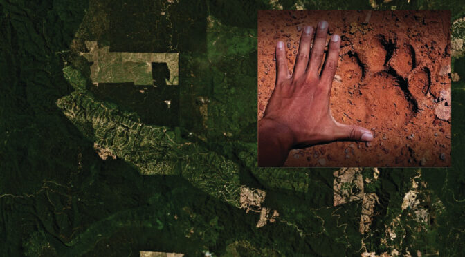 A compiled photo of a satellite image of forests in Bukit Ibam, Pahang, cleared for oil palm, and a photo of a tiger pawprint found there in 2020.