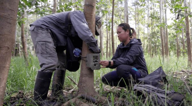 Amaziasizamoria Jumail and her team member from Regrow Carbon install a camera trap in one of their reforestation plots in Sabah. (Chen Yih Wen)